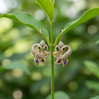 SVORA gold-tone peacock stud earrings with multicolour cubic zirconia stones in green, yellow, red, purple, and clear.
